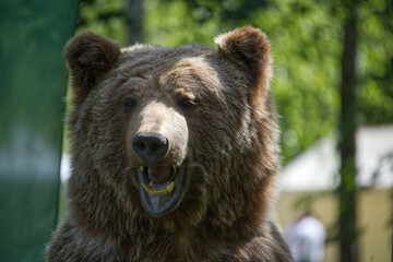 Grizzly Bear in Forested Environment Displaying Expressive Facial Features
