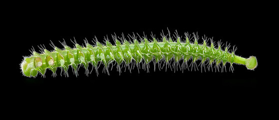 Fototapeta premium Abstract Green Plant Splash Isolated On Black Background