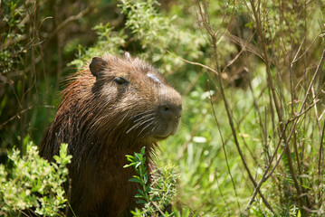 Male capybara, hydrochoerus hydrochaeris, largest living rodent, native to South America, in El...