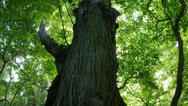 初夏の森の大木
