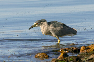 Black-crowned night heron (Nycticorax nycticorax falklandicus) on the prowl.