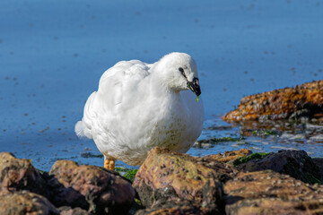 Kelp goose (Chloephaga hybrida) on rocks at water edge..