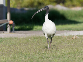 Australian White Ibis (Threskiornis molucca) walking on green grass foraging for food