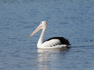 Australian Pelican (Pelecanus conspicillatus) swimming in an estuary