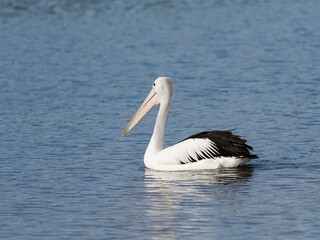 Australian Pelican (Pelecanus conspicillatus) swimming in an estuary
