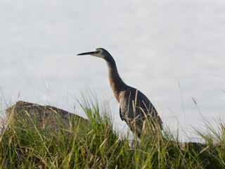 White-faced Heron or White-fronted Heron (Egretta novaehollandiae) with estuary in background