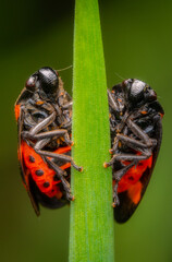 Macrophotography of a pair of Red-and-black Froghopper (Cercopis vulnerata) on a blade of grass.