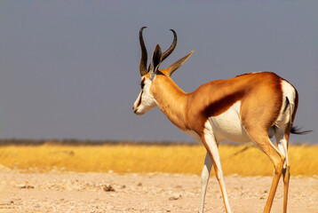 Lone springbok antelope in sunlit yellow grass with a blue sky backdrop, captured in Etosha National Park. Great for African wildlife and travel stock content.
