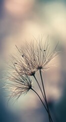Obraz premium Serene Stillness: Three Dandelion Seed Heads Against a Softly Blurred Background