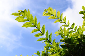 green leaf with water drop in the garden, blue sky and white cloud background in springtime
