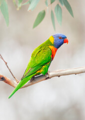 A wild rainbow lorikeet (Trichoglossus moluccanus) perched on a eucalyptus branch with blurred background and framed by woodland leaves and foliage, Australia