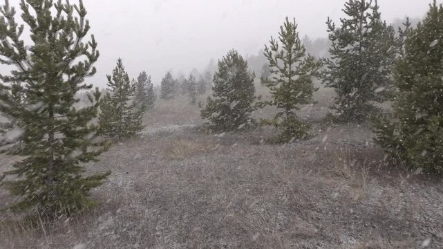 Flying a drone in the forest through the trees during a snowfall