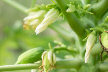 青パパイヤのつぼみ