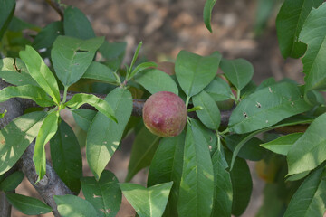 Fresh Ripe nectarine fruits on a tree branch with leaves closeup, A bunch of ripe nectarine, Ripe delicious fruit nectarine on the tree, Ripe sweet nectarine fruits grow on a nectarine tree branch