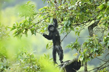 Javan Langur Swinging in Tropical Rainforest