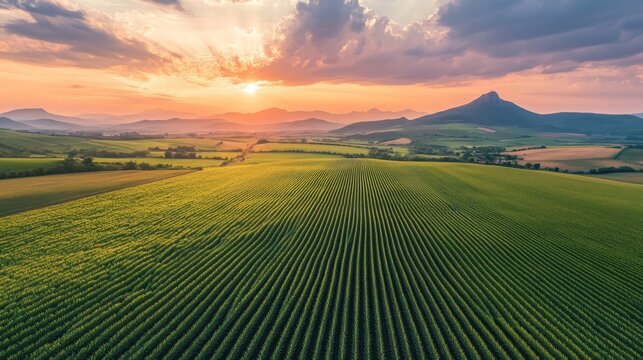 A cornfield stretching across rolling hills with a vibrant sky and distant mountains, capturing the vastness and natural beauty of agricultural land