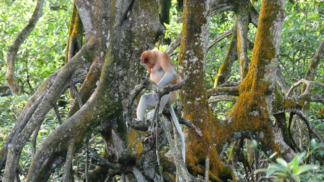 An adult male proboscis monkey (Nasalis larvatus)alpha male is enjoying food on a tree. Proboscis monkeys are endemic to the island of Borneo, which are scattered in mangroves, swamps and coastal