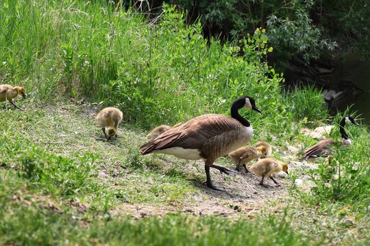 Canada goose with her goslings in green grass, mother and children 