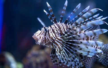 Venomous lionfish displaying vibrant striped pattern while swimming near coral reef formations....