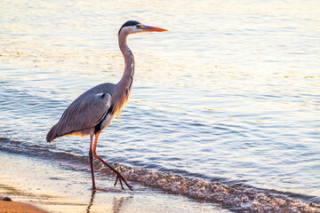 A heron hunting in the sea. Grey heron on the hunt