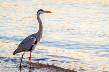 A heron hunting in the sea. Grey heron on the hunt