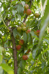 Fresh young unripe nectarine fruits on a tree branch with leaves closeup, A bunch of unripe nectarine on a branch, beautiful delicious fruit nectarine on the tree, nectarine fruits growing on a tree
