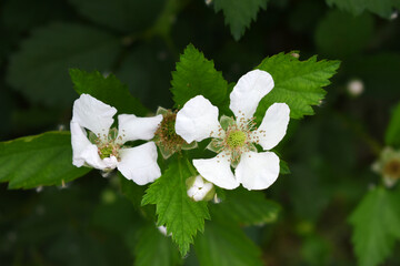 Blackberry flowers blooming in the garden, Beautiful in spring bloom garden. Blackberry bush with white flowers, Blossoming blackberry bush and bee, sunny spring day, Chakwal, Punjab, Pakistan