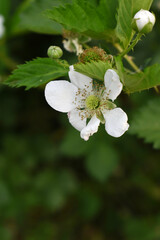 Blackberry flowers blooming in the garden, Beautiful in spring bloom garden. Blackberry bush with white flowers, Blossoming blackberry bush and bee, sunny spring day, Chakwal, Punjab, Pakistan