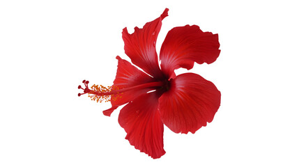 Fototapeta premium Vibrant Red Hibiscus Flower Against a Black Background