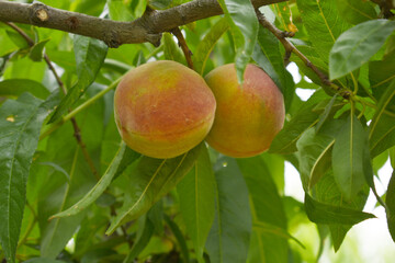 Fresh young unripe Peach fruits on a tree branch with leaves closeup, A bunch of unripe Peaches on a branch, beautiful delicious fruit peaches on the tree, peach fruits grow on a peach tree branch