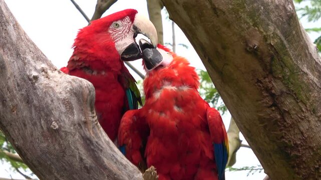 Closeup shot of pair of Scarlet Macaw kissing each other with beak. Ara Macao bird. Colorful Parrot. 4K