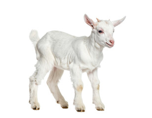 An adorable white baby goat stands confidently with a curious expression, isolated on a transparent background.