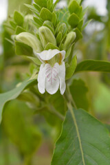 A green Plant of Justicia adhatoda vasica or malabar nut plant in selective focus and background blur, the white Justicia adhatoda blossom in spring, Chakwal, Punjab, Pakistan