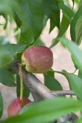 Fresh Ripe nectarine fruits on a tree branch with leaves closeup, A bunch of ripe nectarine, Ripe delicious fruit nectarine on the tree, Ripe sweet nectarine fruits grow on a nectarine tree branch