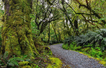Obraz premium Lush Forests of Fiordland National Park, South Island, New Zealand 