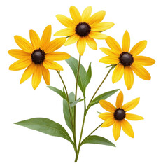 Black Eyed Susan flowers isolated on Transparent background displaying vibrant colors, of Black Eyed susan flowers isolated on PNG background