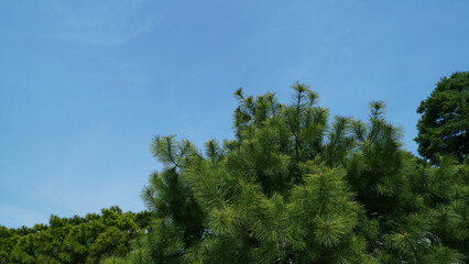 Green pine needles and blue sky, Korean pine tree in nature