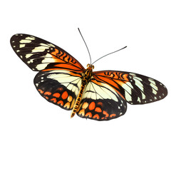 Fototapeta premium Vibrant Orange and Black Tropical Butterfly Isolated on White Background