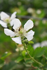 Blackberry flowers blooming in the garden, Beautiful in spring bloom garden. Blackberry bush with white flowers, Blossoming blackberry bush and bee, sunny spring day, Chakwal, Punjab, Pakistan