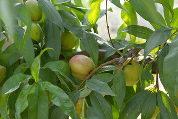 Fresh young unripe nectarine fruits on a tree branch with leaves closeup, A bunch of unripe nectarine on a branch, beautiful delicious fruit nectarine on the tree, nectarine fruits growing on a tree