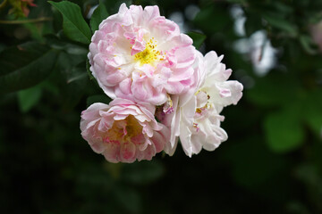 Rosa great maiden's blush pink flower, Spring Flowering Soft Pink Flower Heads on an Old English...