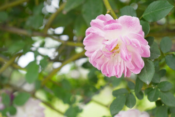 Fototapeta premium Rosa great maiden's blush pink flower, Spring Flowering Soft Pink Flower Heads on an Old English Rose (Rosa 'Great Maiden's Blush) with leaves, Pink double Alba rose Maiden's Blush flowers in a garden