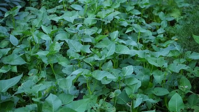 Lush green water spinach (Ipomoea aquatica) thrives in a shallow pond.