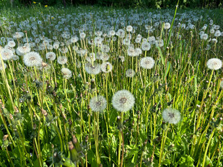 Meadow of dandelions in the rays of the sun, selective focus.