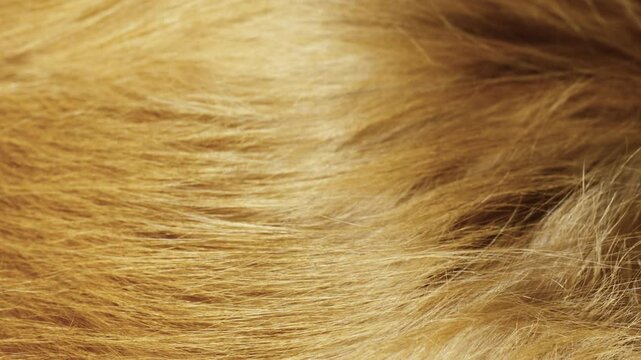 Close-Up of Golden Retriever Fur Texture in Natural Light