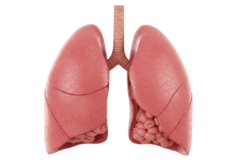 Human Lungs Anatomy Model isolated on transparent baackground