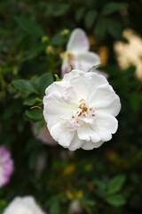 Rosa great maiden's blush white flower, Spring Flowering white Flower Heads on an Old English Rose (Rosa 'Great Maiden's Blush) with leaves, white double Alba rose Maiden's Blush flowers in a garden
