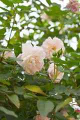 Rosa great maiden's blush white flower, Spring Flowering white Flower Heads on an Old English Rose (Rosa 'Great Maiden's Blush) with leaves, white double Alba rose Maiden's Blush flowers in a garden