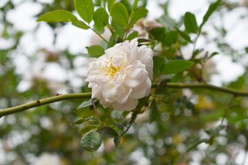 Rosa great maiden's blush white flower, Spring Flowering white Flower Heads on an Old English Rose (Rosa 'Great Maiden's Blush) with leaves, white double Alba rose Maiden's Blush flowers in a garden