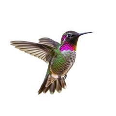 Fototapeta premium Hummingbird in flight isolated on transparent background. use cases: nature illustration, wildlife design, birdwatching material.